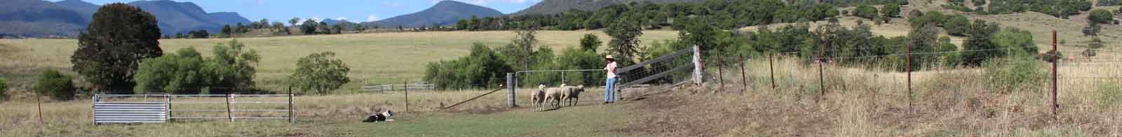 border collie working sheep